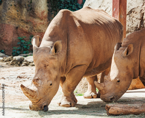 Rhinoceros browsing in a zoo habitat in Atlanta. 