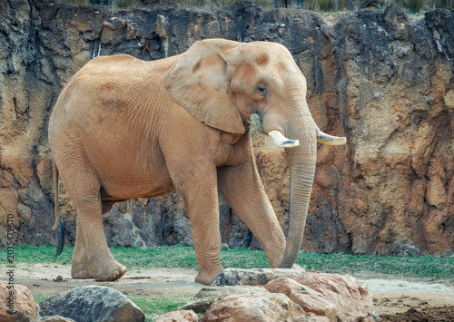 African elephant in a zoo habitat in Tennessee. Ranging in the wild from east and central Africa through South Africa.