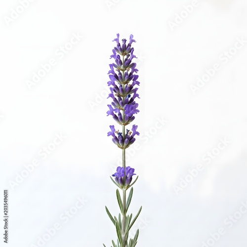 Vibrant purple lavender sprig, showcasing delicate blossoms, beautifully isolated on a clean white background