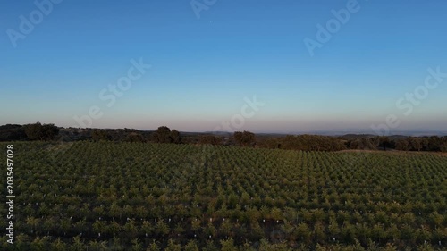 4K Aerial view tracking right and tilting down over intensive olive groves at twilight in Cordoba