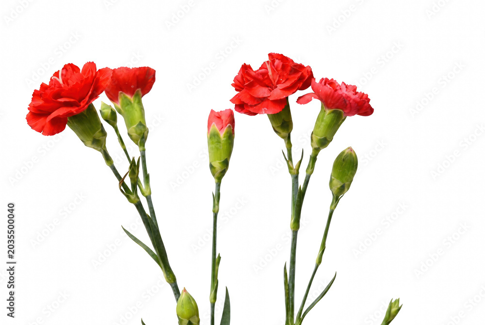 Obraz premium Vibrant red carnation flowers and green buds on long stems