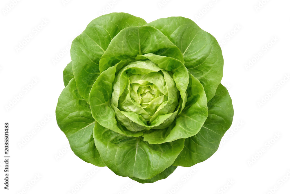 Fototapeta premium Fresh Green Butterhead Lettuce Head Top View