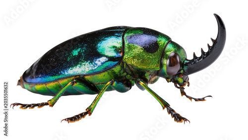 Tableau sur toile Iridescent green jewel beetle with large black horn