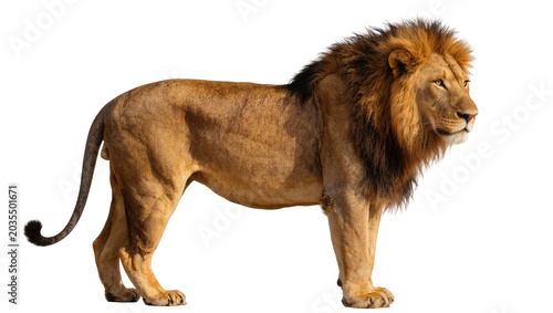 Εκτύπωση καμβά Majestic male lion with full mane standing profile view