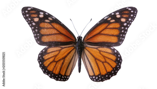 Photos Monarch butterfly with orange wings and black veins
