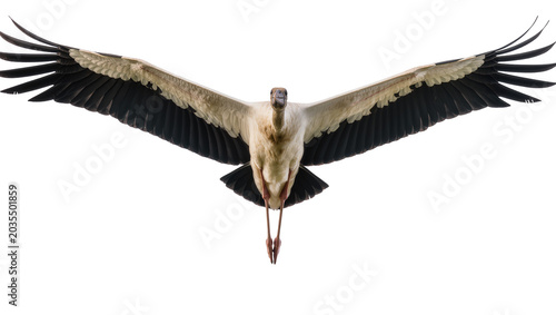 Photos Wood Stork bird with wings spread wide in flight