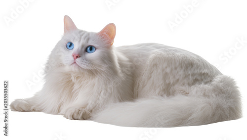 Foto Fluffy white cat with bright blue eyes lying down