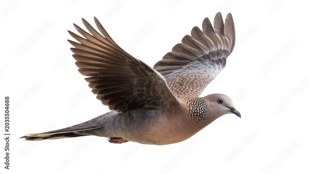 Fototapeta premium Spotted dove bird with wings spread flying