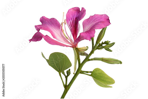 Vibrant Pink Bauhinia Orchid Tree Flower with Green Leaves and Buds