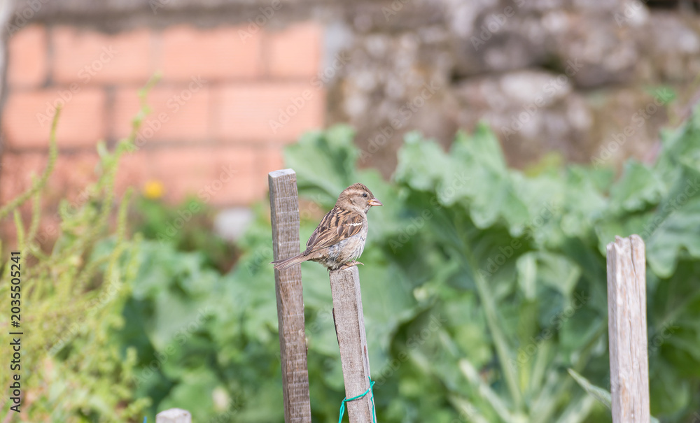 Fototapeta premium House sparrow perched on a wooden post
