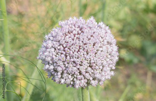 Leek flower head blooming in a garden