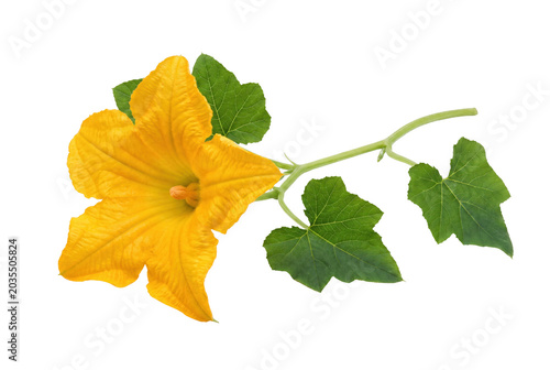 Tableau sur toile Vibrant Yellow Pumpkin Blossom with Lush Green Foliage