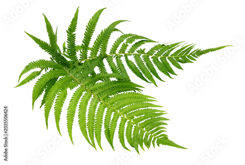 Foto Lush Green Fern Leaves Isolated on Dark Surface