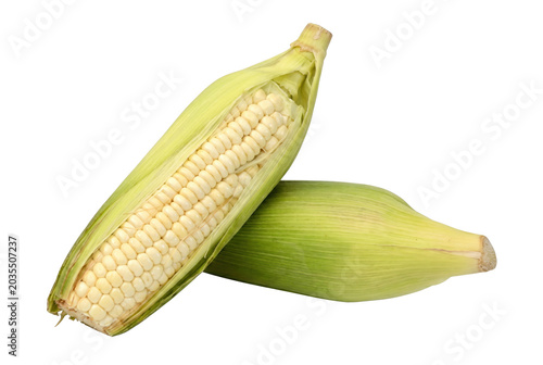 Two Ears of Fresh White Sweet Corn with Green Husks