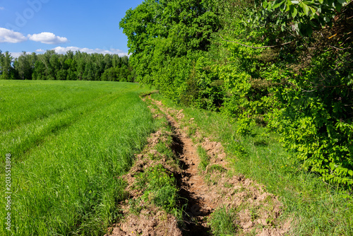 Εκτύπωση καμβά Firebreak trench dug into brown earth separating a vibrant green summer meadow f