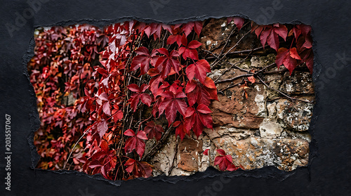 Vibrant red virginia creeper on stone wall
