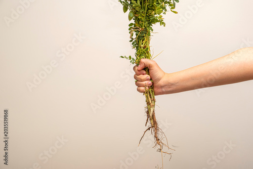 Hand holding fresh green plants with roots. Close-up of a hand holding a bunch of green plants with exposed roots against a neutral studio background. The concept of organic farming. Copy space.