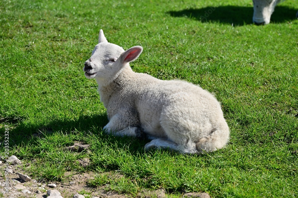 Obraz premium Young white lamb resting on green grass in spring pasture