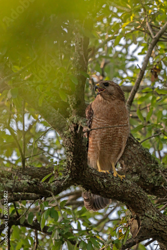 Adult Red-Shouldered Hawk perched in a tree, surrounded by limbs and foliage, portrait orientation.
