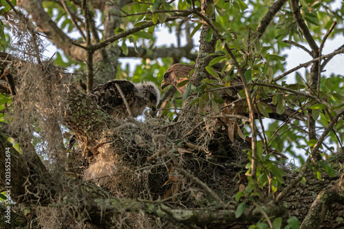 Photography An adult Red-Shouldered Hawk tends to its young offspring in a nest sheltered by tree limbs and foliage