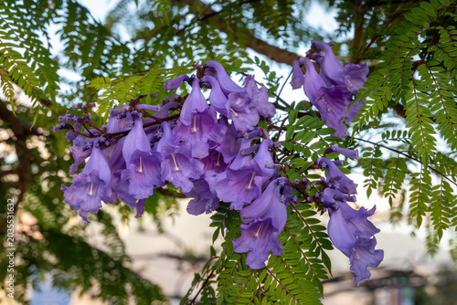 Close up of blooming violet flowers of a Jacaranda mimosifolia tree with green leaves.