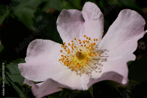 Canvastavla Detailed macro shot of yellow stamens inside a blooming pale pink briar rose on