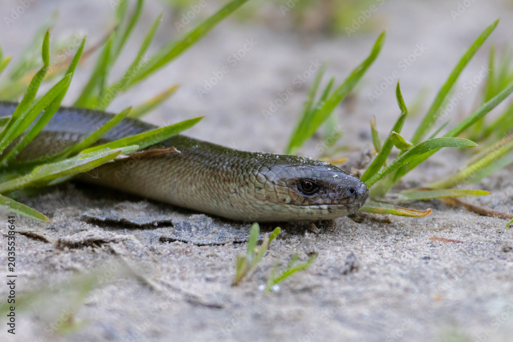 Fototapeta premium Slow Worm (Blindworm) Crawling on Sandy Ground Among Grass Blades