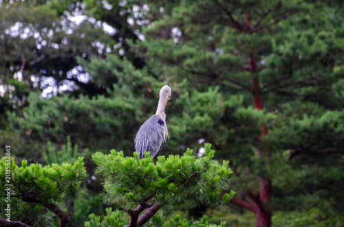 Grey Heron Perched on Japanese Pine Tree in Kyoto