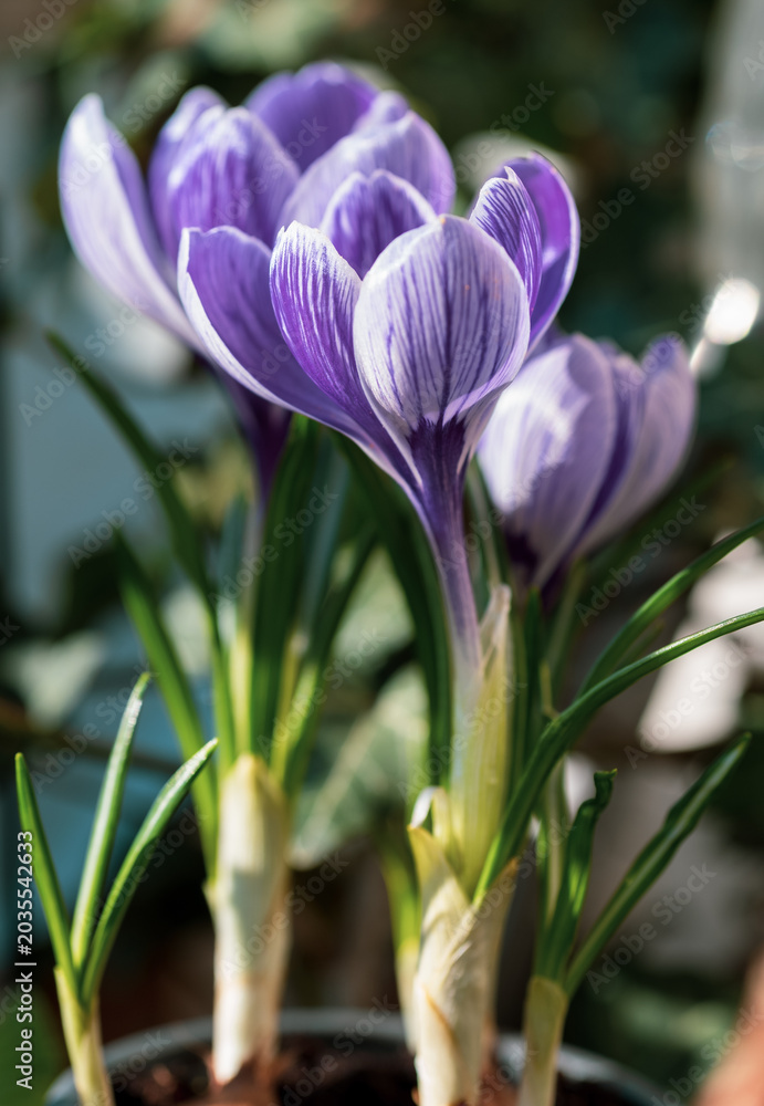 Fototapeta premium purple crocus flower