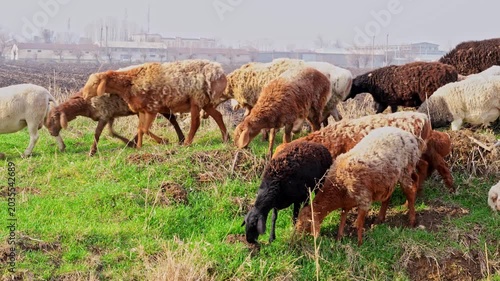 Herd of sheep grazing on green grass near field in rural outdoor area. Daylight countryside scene with farm animal feeding on pasture.