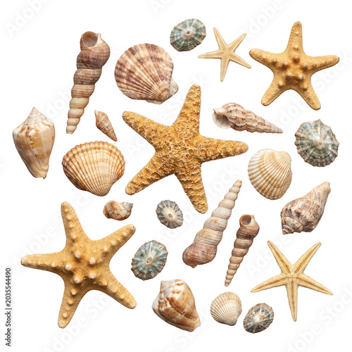 Collection of various seashells and starfish isolated on transparent background
