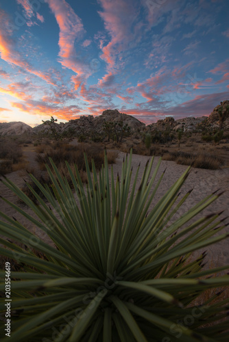 Joshua Tree Desert Landscape at Sunset with Yucca Plant and Dramatic Pink Clouds, California