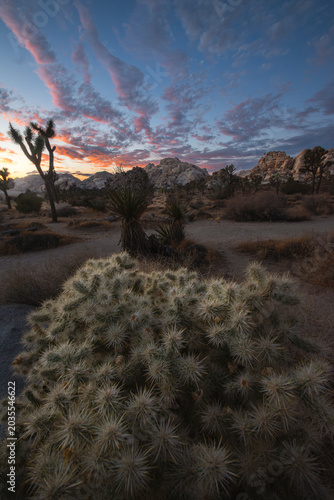 Cholla Cactus and Joshua Trees at Sunset in Joshua Tree National Park, California