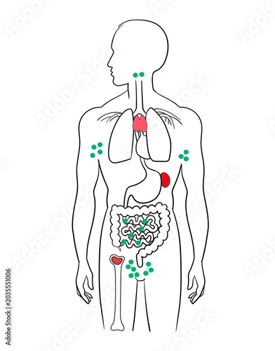 Fotografía Anatomy of the Human Lymphatic System: Primary and Secondary Lymphoid Organs