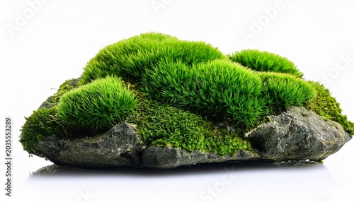 Green Moss On Stone Isolated On White Background