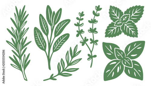 Herbs and leaves illustration set, rosemary, thyme, basil, oregano, sage, and bay leaf