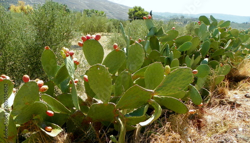 Photos Greece, Crete, Heraklion, cactus thickets along the road