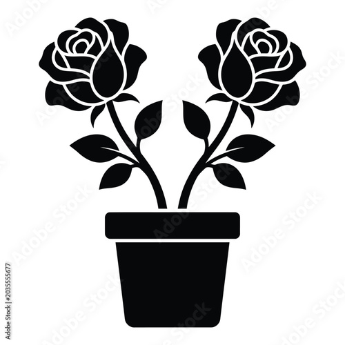 Two black roses in a pot, a symbol of love and beauty.