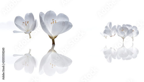 Delicate white cherry blossoms with reflections, isolated on a clean white background, representing spring and new beginnings, perfect for cosmetic and beauty concepts