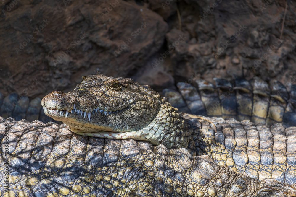 Fototapeta premium Close up of large crocodile head resting on another alligator skin in sun