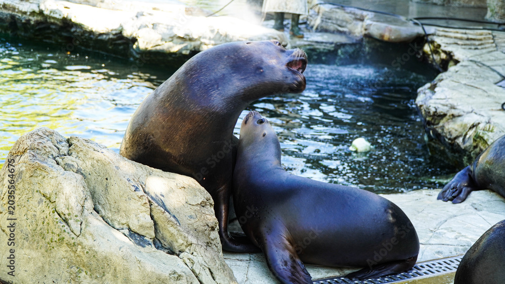 Fototapeta premium A sea lion mother defends her cubs from other animals. Vienna Zoo, Austria.