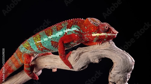 Close-up shot of a beautiful red and green chameleon in front of a black background.