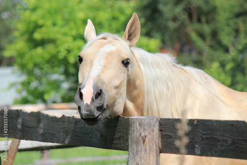 Quadro su tela portrait of an elite horse in a paddock