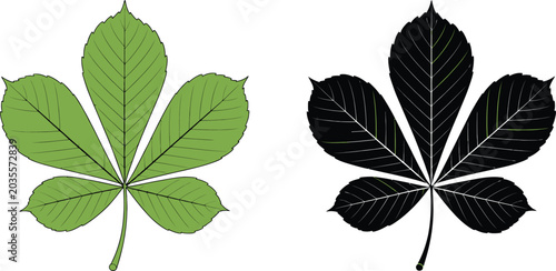 Bild auf Leinwand Horse chestnut buckeye leaf vector silhouette and color vector design representing botanical plant foliage nature and seasonal tree leaf concept