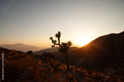 Quadro su tela Coucher de soleil et étoile solaire derrière un yucca arborescent