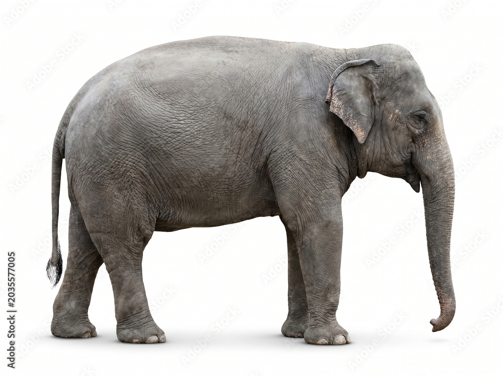 Obraz premium Adult Asian elephant full body profile portrait isolated on seamless pure white background with soft ground shadow