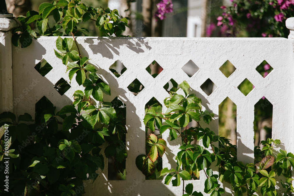Fototapeta premium Green ivy vines climb a white decorative garden fence in the sunlight. Natural texture, botanical background, outdoor architecture, springtime season.