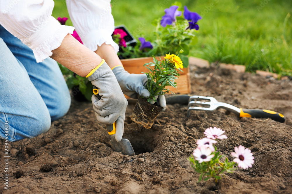 Fototapeta premium Gardening season. Woman transplanting beautiful flowers outdoors, closeup