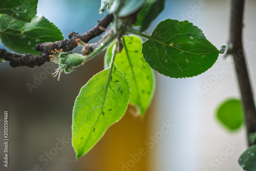 Photos Aphids are covering the underside of vibrant green leaves on an apple tree branc