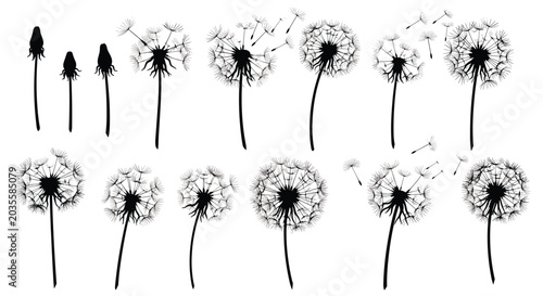 Set of black dandelion silhouettes showing various stages of blooming and delicate seeds being blown away by a gentle wind.